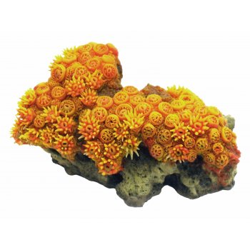 HAQUOSS TUBASTREA 1 - 16x9,5x7 h cm
